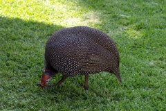 1700_P9241259